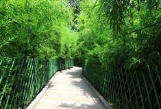 红螺寺竹林有什么好看的