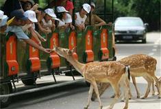 长隆野生动物世界黄黇鹿有什么好看的