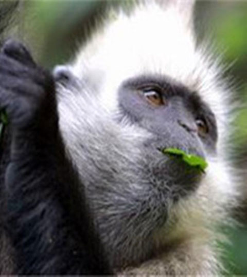 长隆野生动物世界10581