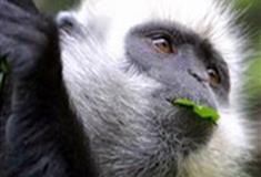 长隆野生动物世界白头叶猴有什么好看的