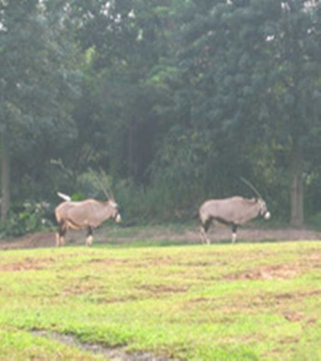 长隆野生动物世界羚羊岭