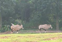 长隆野生动物世界羚羊岭有什么好看的