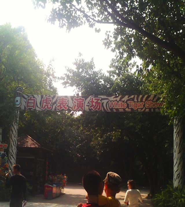 长隆野生动物世界白虎剧场