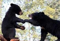 长隆野生动物世界狂野地带有什么好看的