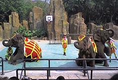 长隆野生动物世界大象剧场有什么好看的