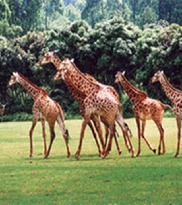 长隆野生动物世界非洲森林