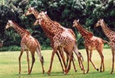 长隆野生动物世界非洲森林有什么好看的