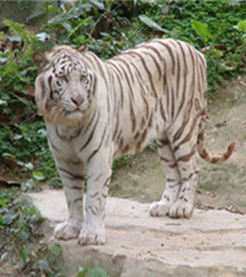 长隆野生动物世界10586