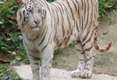 长隆野生动物世界白虎山有什么好看的