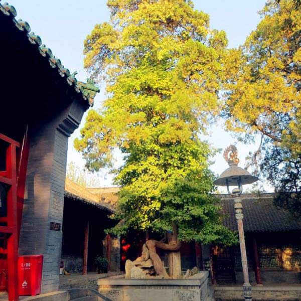 嵩山少林寺女贞抱柏松