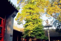 嵩山少林寺女贞抱柏松有什么好看的