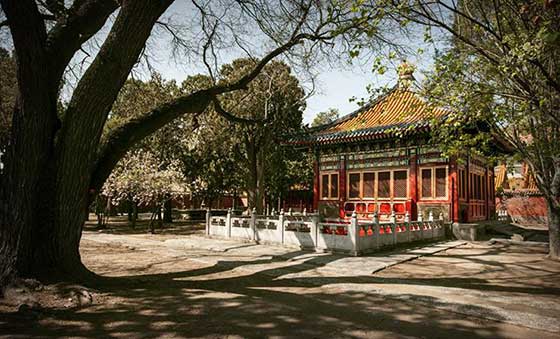 故宫博物院慈宁宫花园