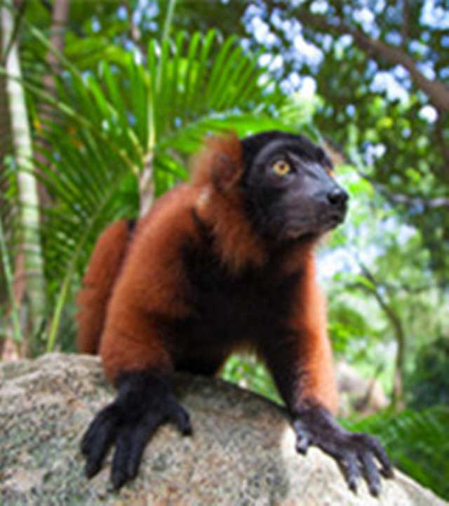 长隆野生动物世界马达加斯加岛