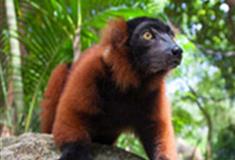 长隆野生动物世界马达加斯加岛有什么好看的