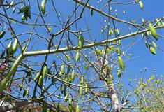 南山文化旅游区三法印树有什么好看的