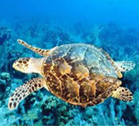 长隆野生动物世界海龟 长隆野生动物世界海龟