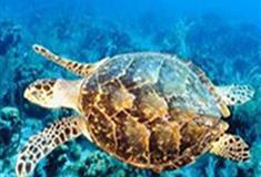 长隆野生动物世界海龟有什么好看的