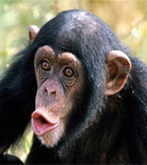 长隆野生动物世界10566