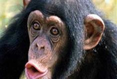 长隆野生动物世界黑猩猩有什么好看的