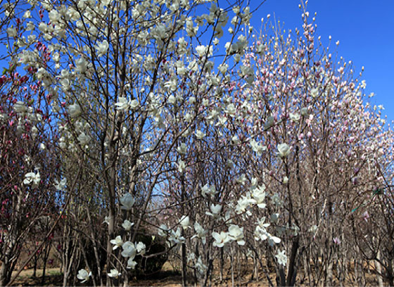 湛江湖光岩风景区11703