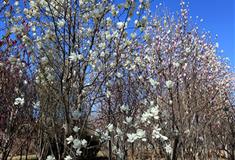 湛江湖光岩白玉兰园有什么好看的