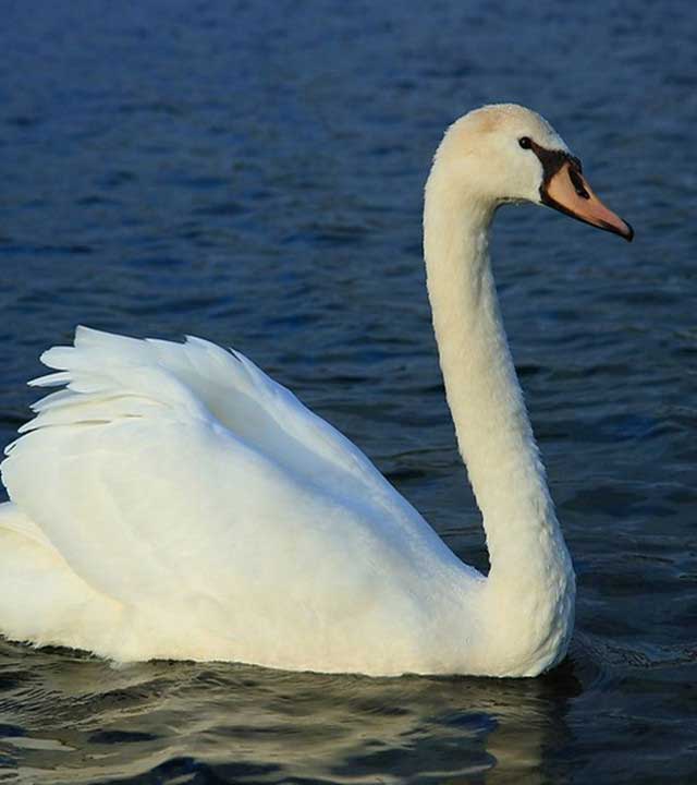 长隆野生动物世界疣鼻天鹅 长隆野生动物世界疣鼻天鹅