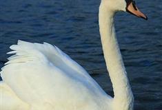 长隆野生动物世界疣鼻天鹅有什么好看的