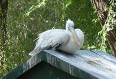 北京动物园澳洲动物展区有什么好看的