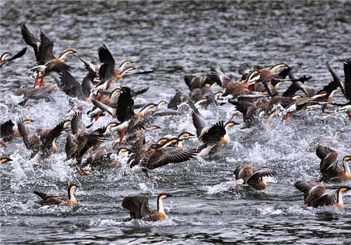 长隆野生动物世界鸿雁传书