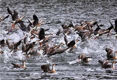 长隆野生动物世界鸿雁传书有什么好看的