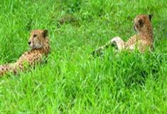 长隆野生动物世界非洲猎豹有什么好看的