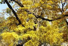 潭柘寺帝王树有什么好看的