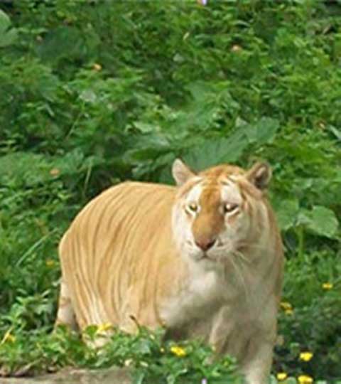 长隆野生动物世界10577