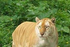 长隆野生动物世界金虎有什么好看的