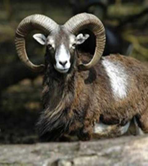 长隆野生动物世界10584