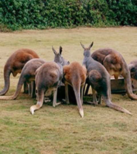 长隆野生动物世界10579