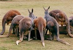 长隆野生动物世界大赤袋鼠有什么好看的