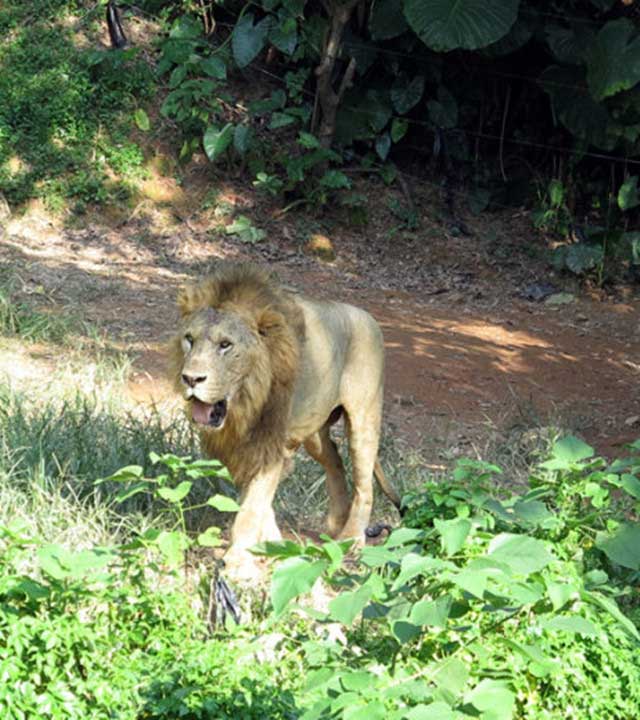 长隆野生动物世界非洲狮 长隆野生动物世界非洲狮