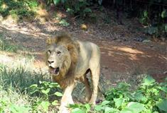 长隆野生动物世界非洲狮有什么好看的