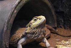 北京动物园两栖爬行动物馆有什么好看的