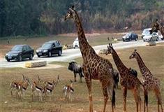 长隆野生动物世界东非草原有什么好看的