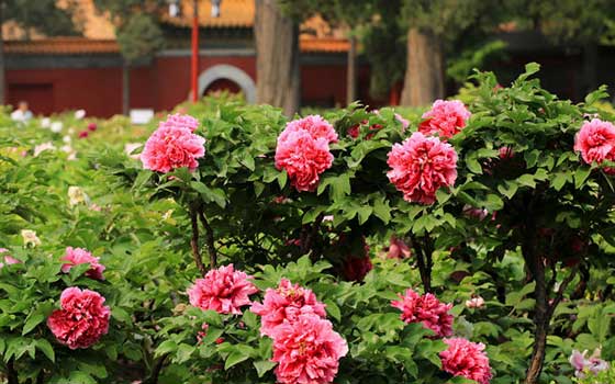 北京景山公园11360