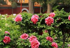 北京景山公园牡丹品种园有什么好看的