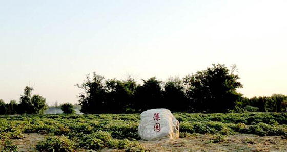 圆明园遗址公园11078