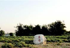 圆明园藻园有什么好看的