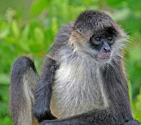 长隆野生动物世界南美王国