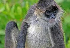 长隆野生动物世界南美王国有什么好看的