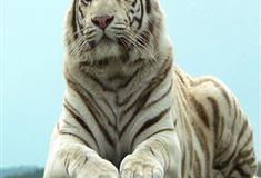 长隆野生动物世界银虎有什么好看的