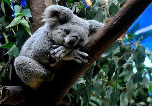 长隆野生动物世界考拉园
