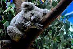 长隆野生动物世界考拉园有什么好看的